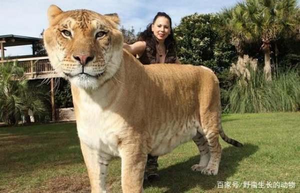 美洲森林野牛和美洲平原野牛区别